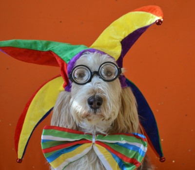 Dog with Glasses and Harlequin Cap